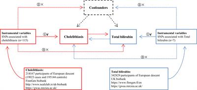Causal association between serum total bilirubin and cholelithiasis: a bidirectional two-sample Mendelian randomization study